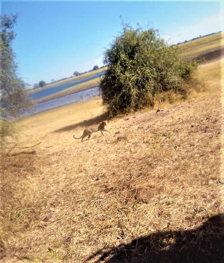 Xhabe Safari Lodge Chobe Muchenje Zewnętrze zdjęcie
