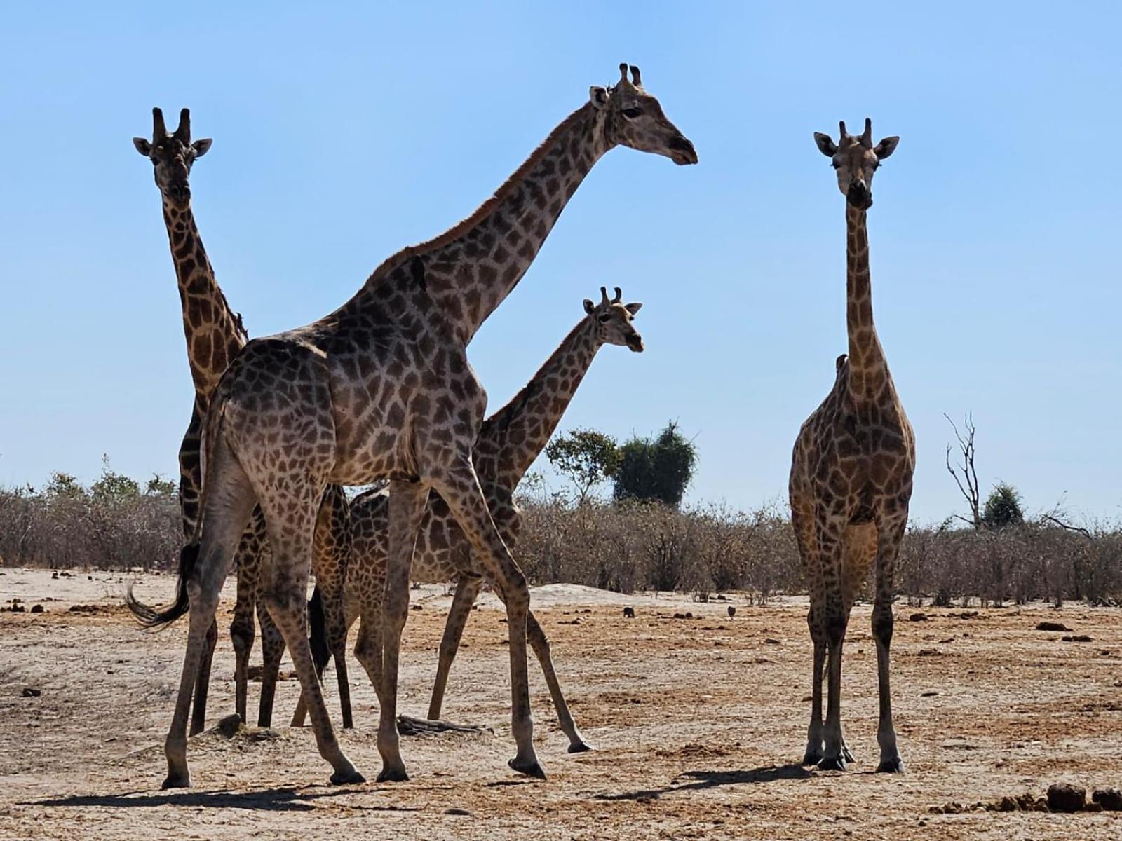 Xhabe Safari Lodge Chobe Muchenje Zewnętrze zdjęcie